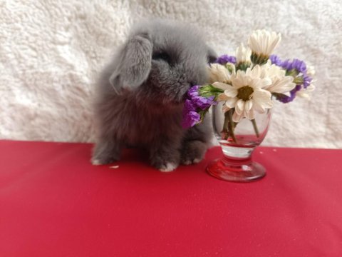 Sevimli cüce ve hollanda lop tavşan yavruları