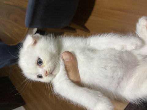 Scottish fold erkek kedimiz
