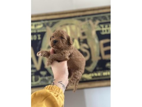 Toy poodle köpeği yavrularımız