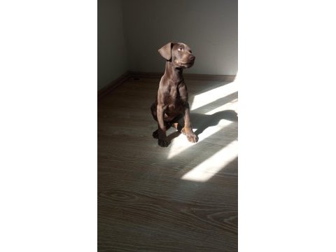 Doberman kızıl yavru