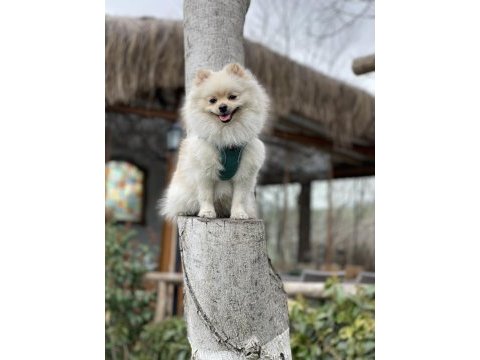 Oyuncu eğitimli bir pomeranian