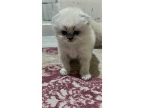 Minik british pamuğum yeni yuvasısı arıyor