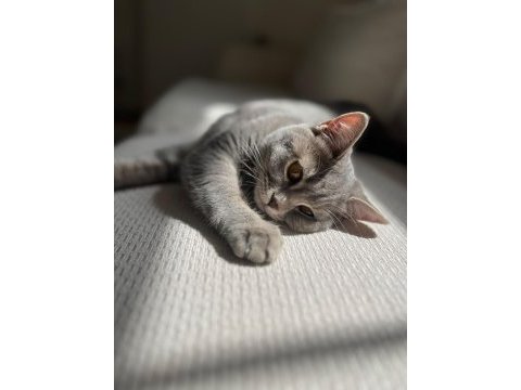 Pişu british shorthair kızımız