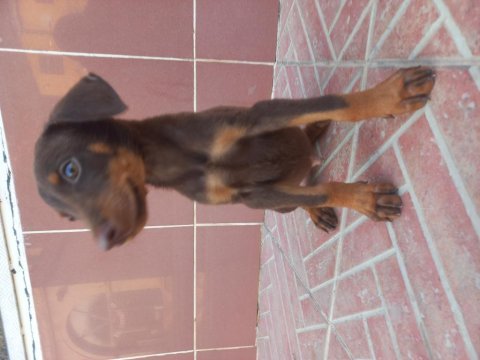 Sahiplendirme doberman