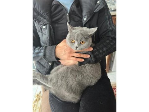 British shorthair kedimize acil yuva aranıyor