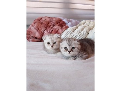 1.5 aylık sağlıklı ve oyuncu scottish fold yavrular