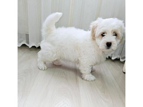 Maltipoo yavru