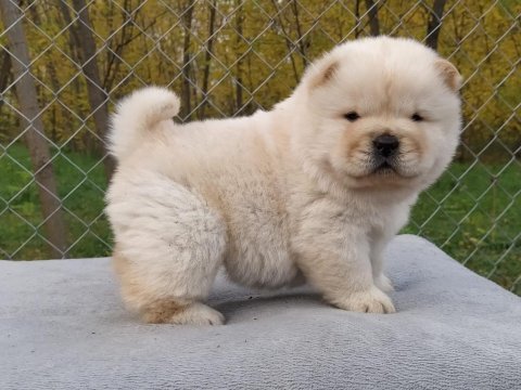 Chow chow bebekler