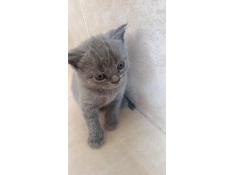 Uygun sahiplendirilecek british shorthair yavrular