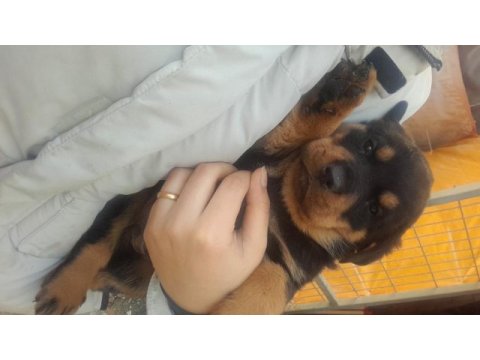 Koca kafa rottweiler bebekler