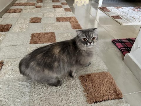 Safkan scottish fold