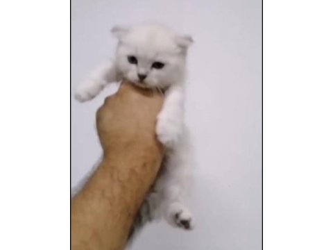 British shorthair yavrularımız ırk ve sağlık garantili