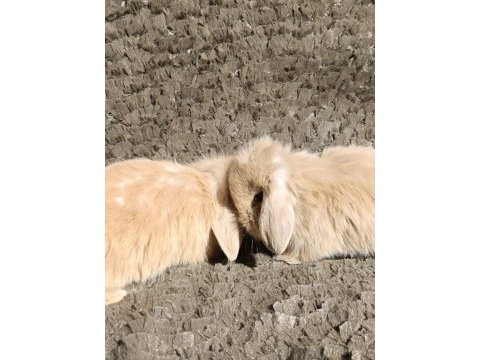 Hollanda teddy lop tavşanı