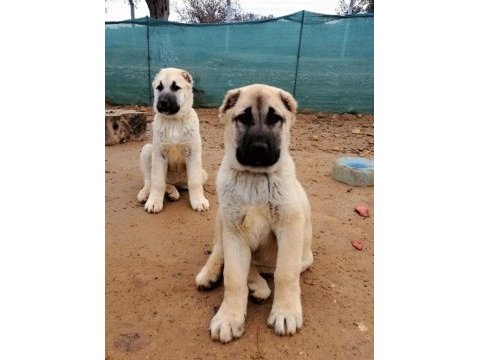 Satılık orjinal kangal yavruları