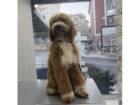 Full eğitimli 6 aylık dev poodle erkek yavru