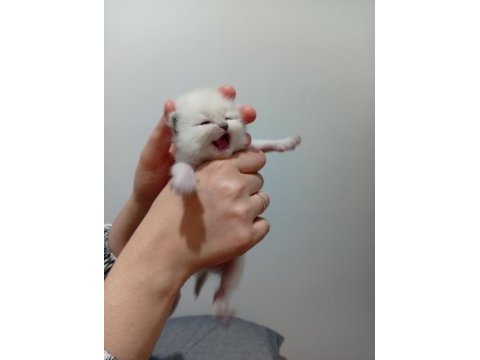 Kedilerimiz sahiplendirilecektir