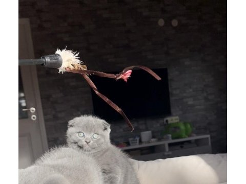 İnsan canlısı scottish fold bebekler