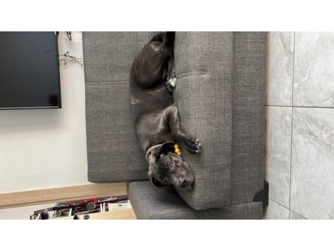 3 aylık erkek cane corso