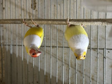 Goldian finch ve ispinoz türleri