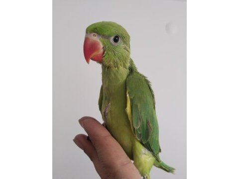 El besleme bebek pakistan papağanlar