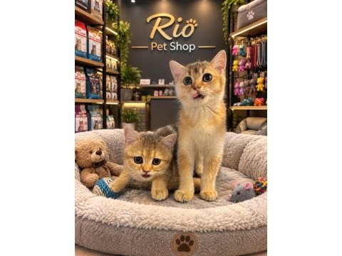 Mükemmel güzellikte british shorthair golden yavrular