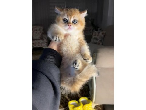 British shorthair ny11 golden dişi erkek