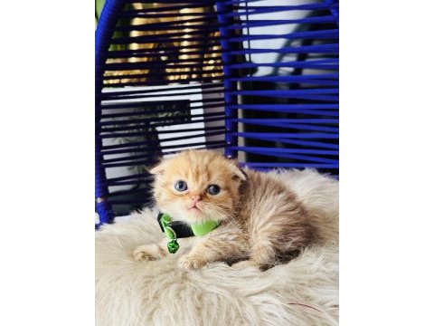 Scottish fold golden tabby