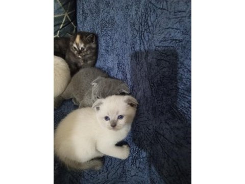Scottish fold blue point