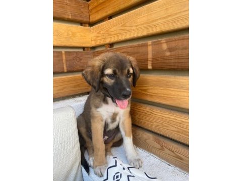3 aylık sevimli yavru köpeğimiz