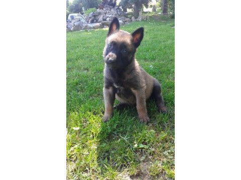 Belçika malinois yavruları