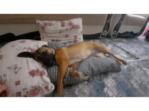 Fino köpeğimiz