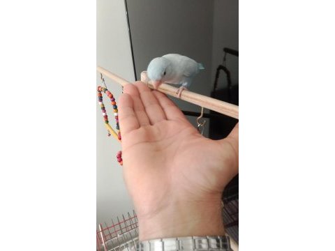 Yavru forpus papağanı