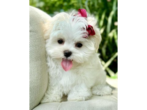 Maltese puppies 1 kg