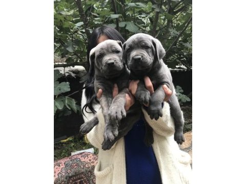 Blue dev gibi cane corso yavrularımız
