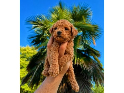 Premium redbrown toy poodle yavruları