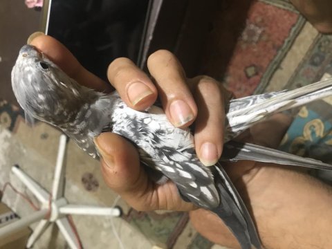 White face erkek dişi sultan papağ video resim vardır