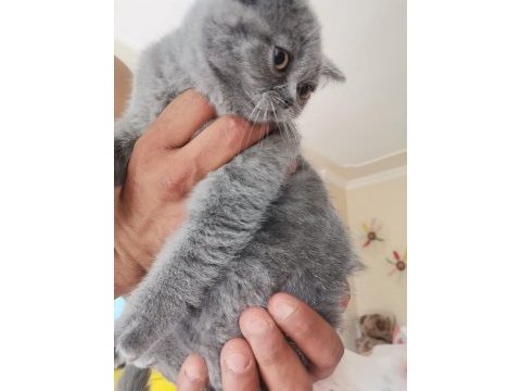 British shorthair 50 günlük