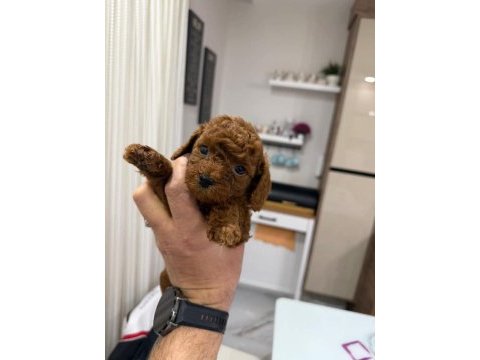 En güzel toy poodle yavrular ankara mağazamızda görün