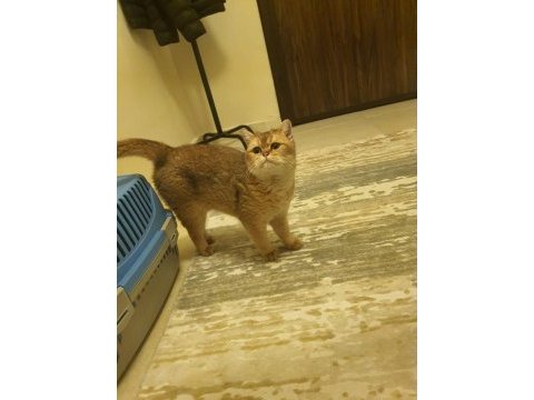 1 yaşında golden dişi british shorthair