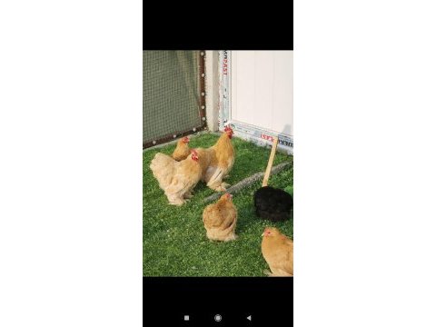 Buff cüce cochin anaç ve kuluçkalık yumurta bulunur