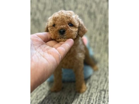 Toy poodle köpeği
