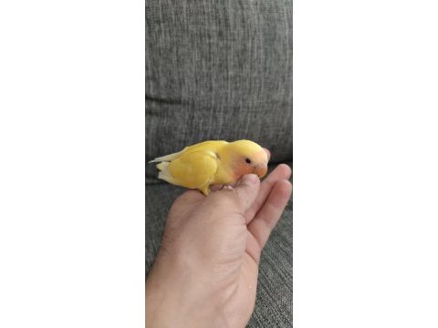 Sevda papağanı elle besleme