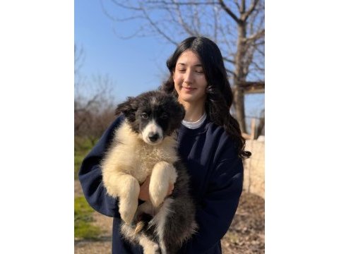 Border collie böyle yavru görülmedi
