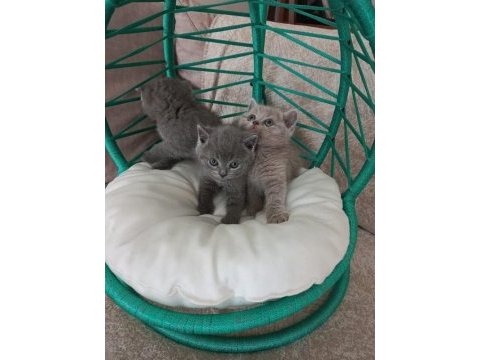 Minik british shorthair yavrularımız gitmeye hazırlar