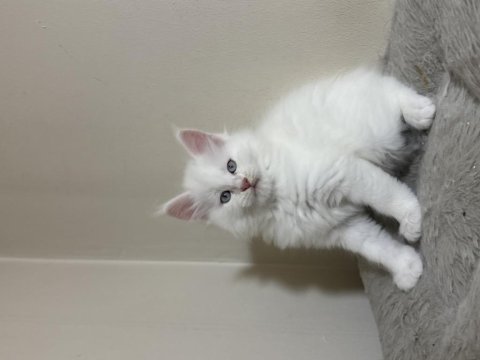Beyaz saf kan maine coon yavruları xxl