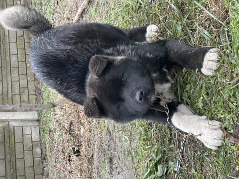 Amerikan akita safkan yavrumuz