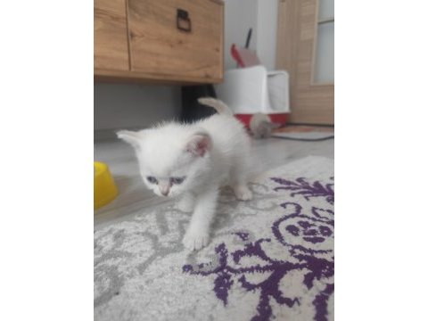 British yavrularımız yeni yuvalarına gitmeye hazırlar
