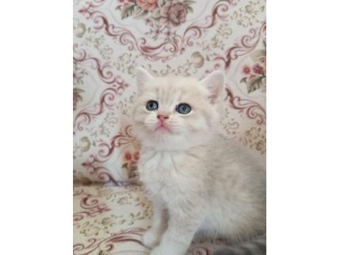 3 aylık erkek oyuncu british shorthair gold