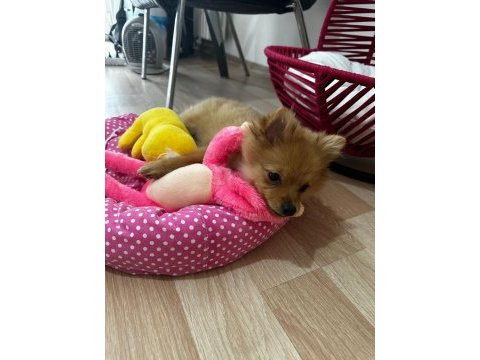 Acil yavru spitz