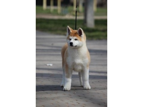 Japonların gözbebeği olan japon akita yavruları 